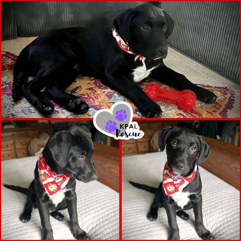 Waffle - Breakfast Bites Litter, Adoptable, Puppy Male Mixed Breed & Mixed Breed.