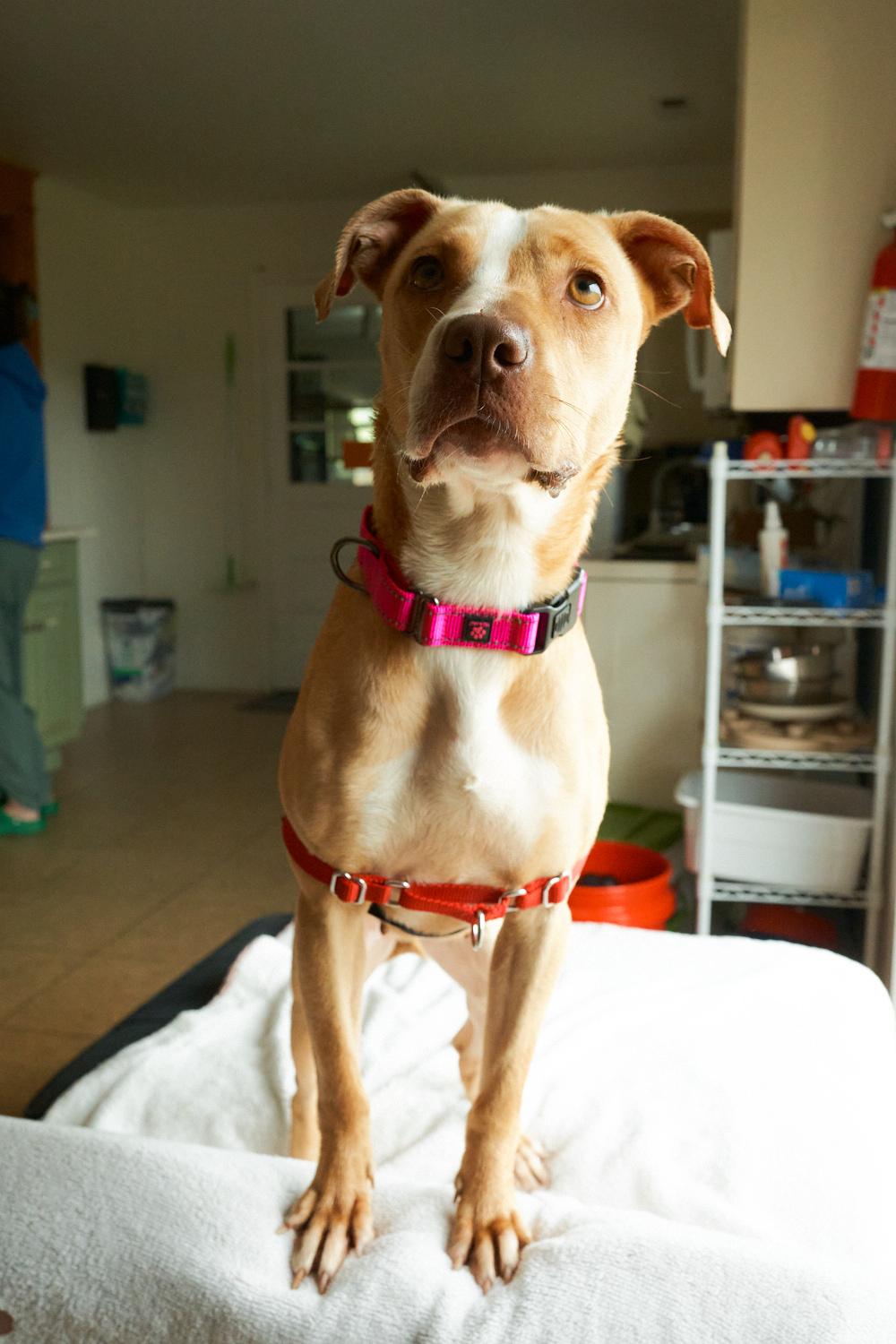 Remi, a ADOPTABLE mixed breed in Floyd, VA image 5/5