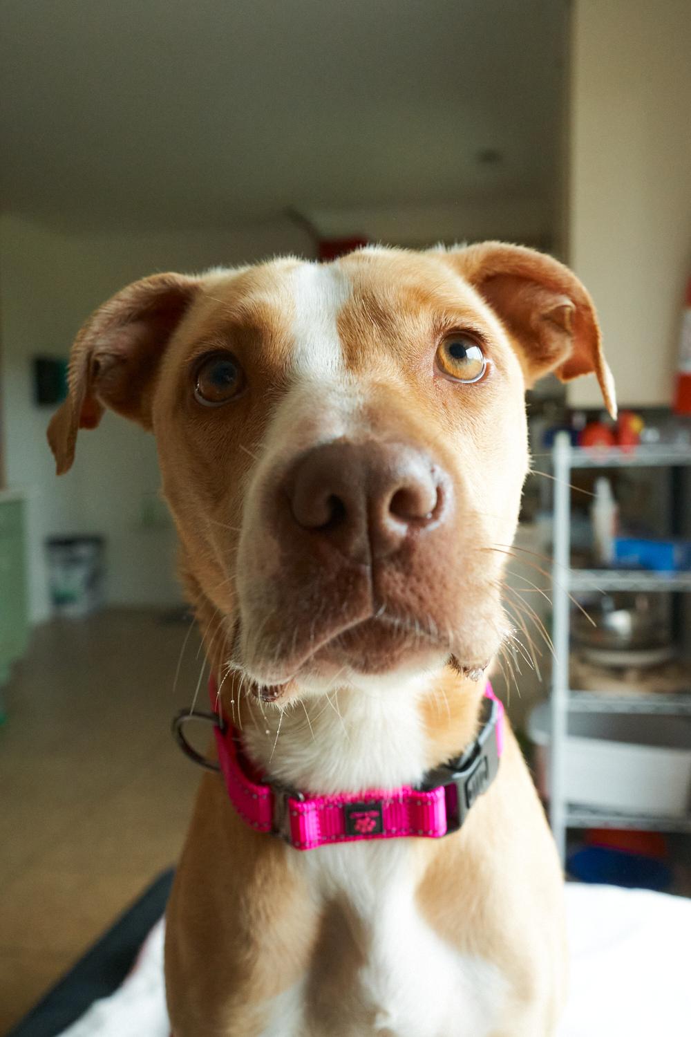Remi, a ADOPTABLE mixed breed in Floyd, VA image 2/5