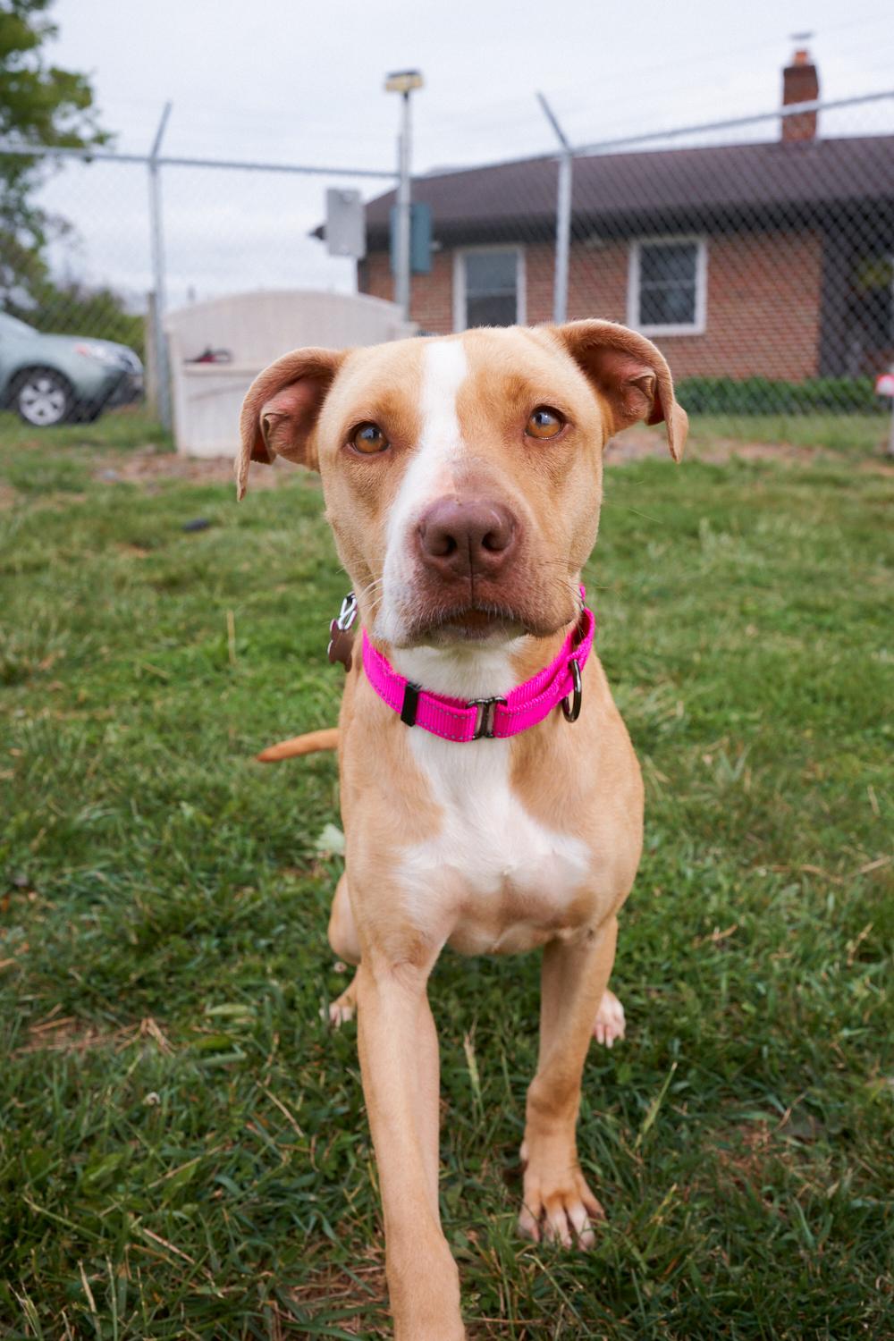Remi, a ADOPTABLE mixed breed in Floyd, VA image 1/5