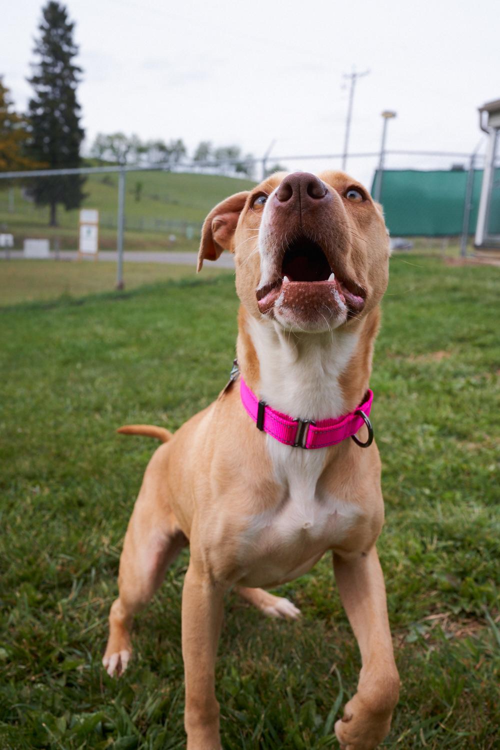 Remi, a ADOPTABLE mixed breed in Floyd, VA image 4/5
