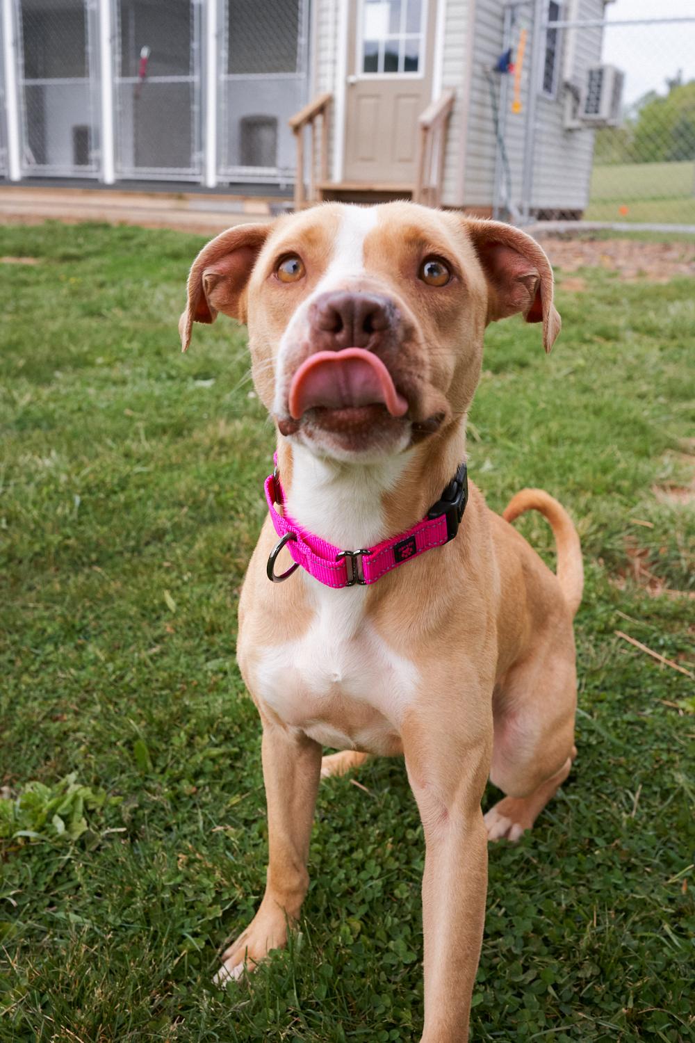 Remi, a ADOPTABLE mixed breed in Floyd, VA image 3/5