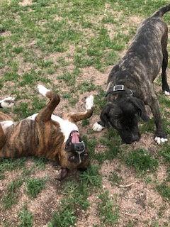 Enlarge Odie, a Adopted Boxer in Westminster, CO image 1/3