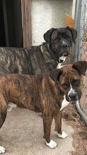 Enlarge Odie, a Adopted Boxer in Westminster, CO image 3/3
