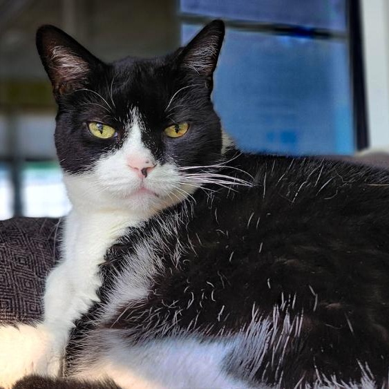 Oreo, an adoptable Domestic Short Hair in Grayling, MI, 49738 | Photo Image 2