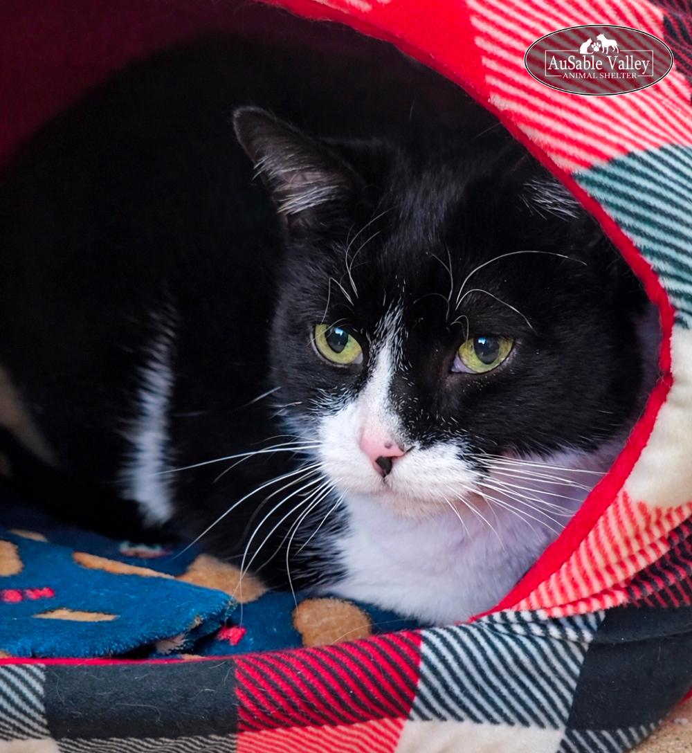 Enlarge Oreo (Part of a bonded pair with Dior), a Adoptable Domestic Short Hair in Grayling, MI image 6/6