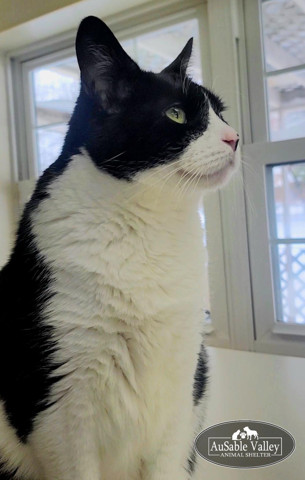 Oreo, a Adoptable Domestic Short Hair in Grayling, MI image 6/6