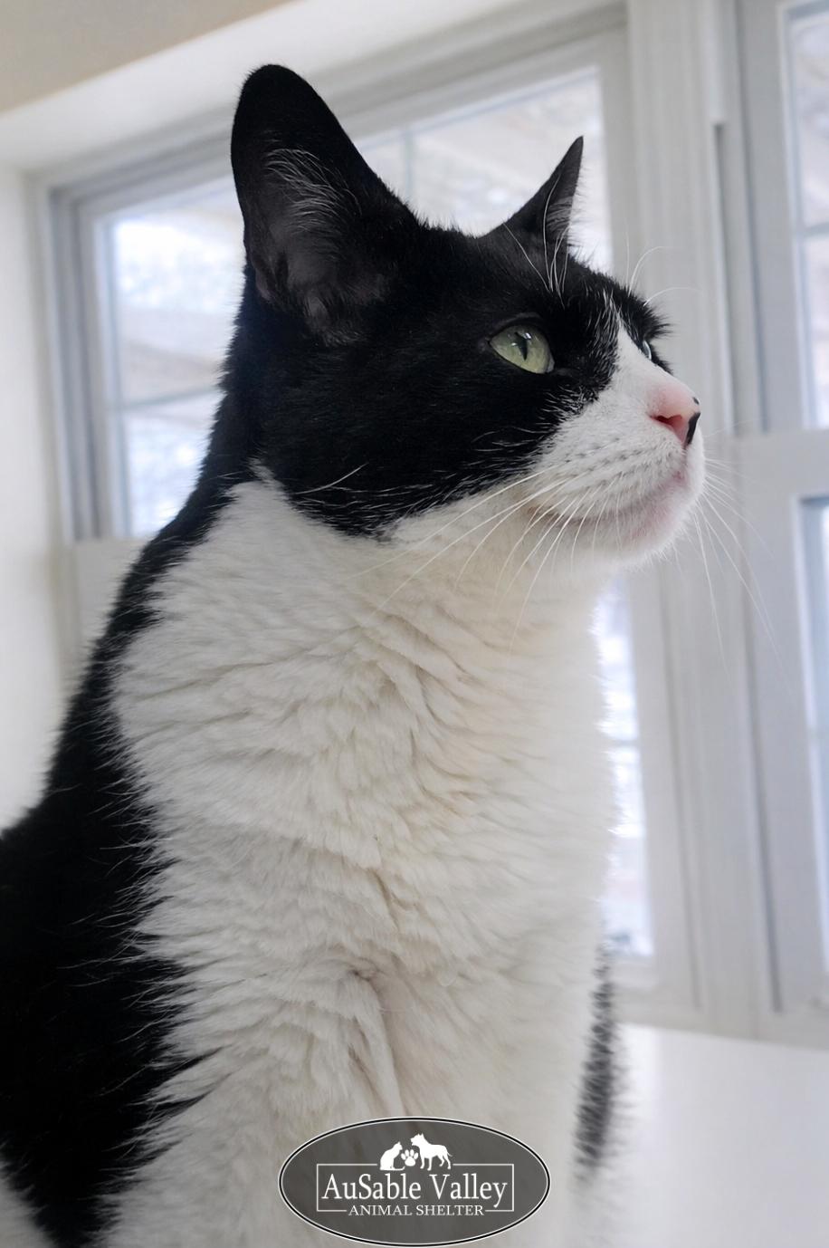 Enlarge Oreo (Part of a bonded pair with Dior), a Adoptable Domestic Short Hair in Grayling, MI image 6/6