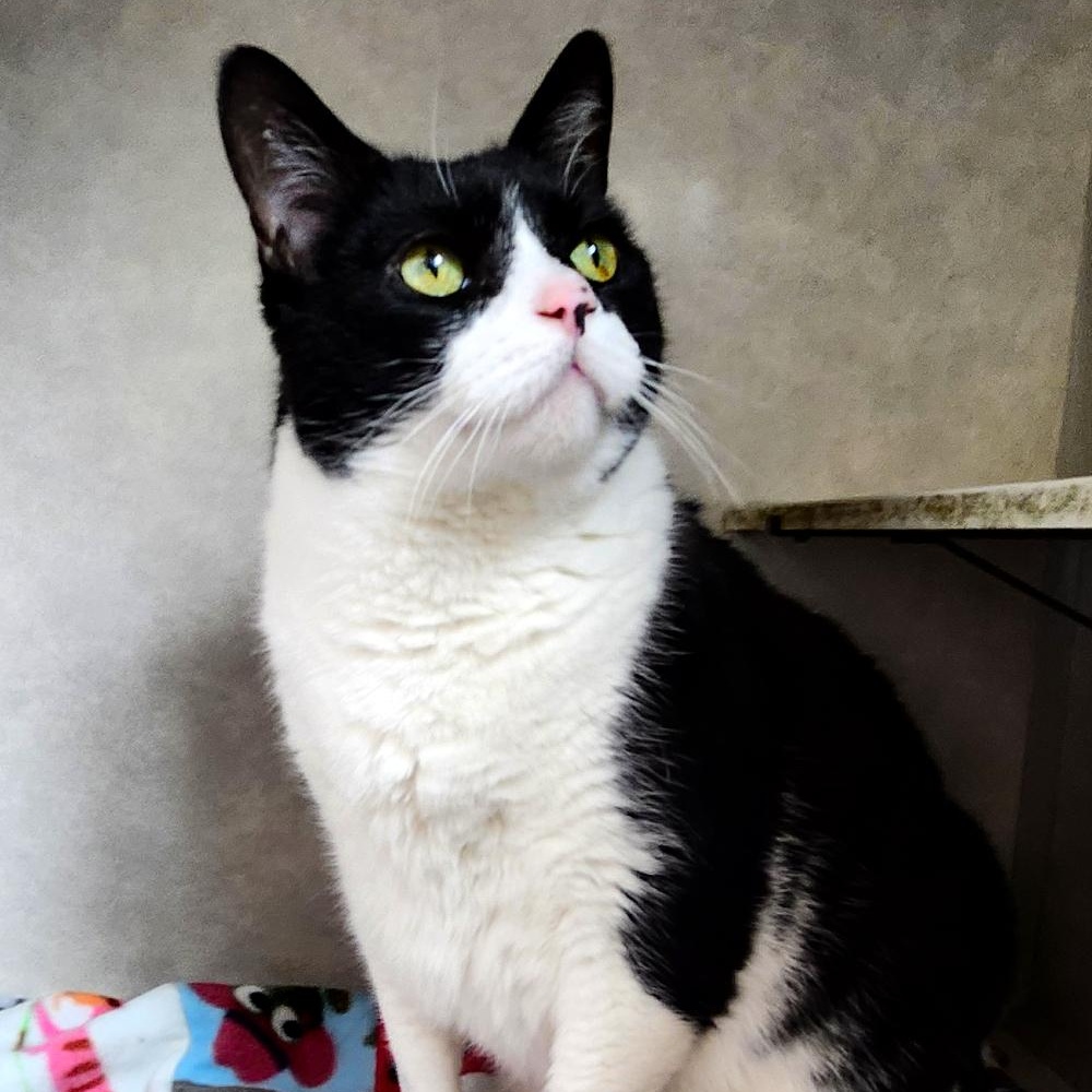 Oreo, an adoptable Domestic Short Hair in Grayling, MI, 49738 | Photo Image 3