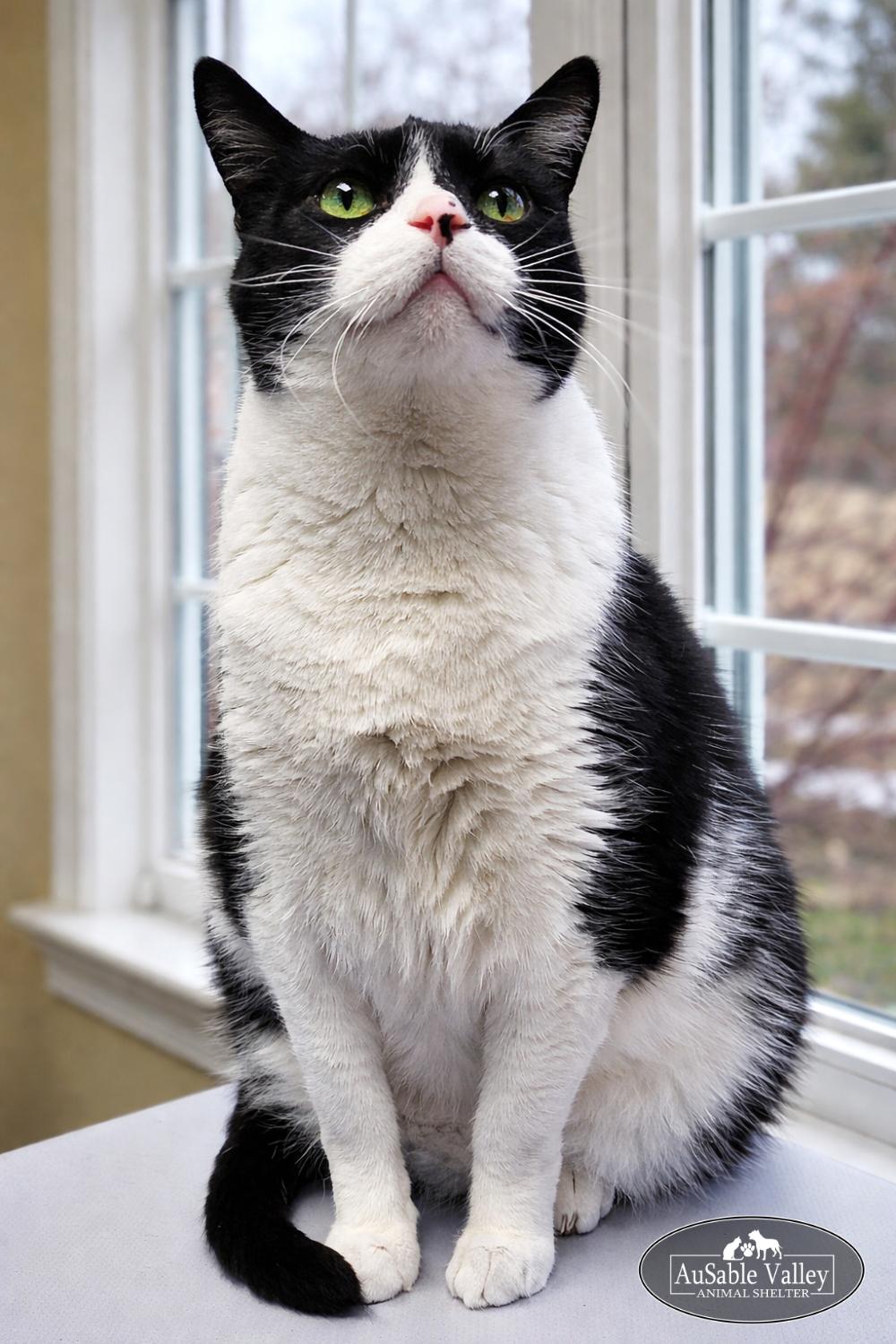 Enlarge Oreo (Part of a bonded pair with Dior), a Adoptable Domestic Short Hair in Grayling, MI image 2/6