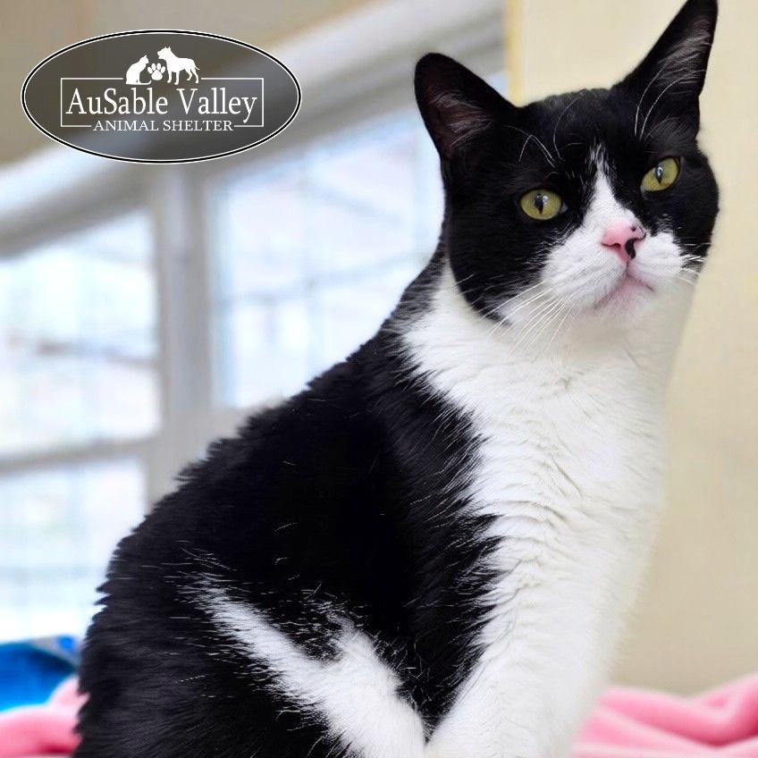 Oreo, Adoptable, Senior Male Domestic Short Hair.