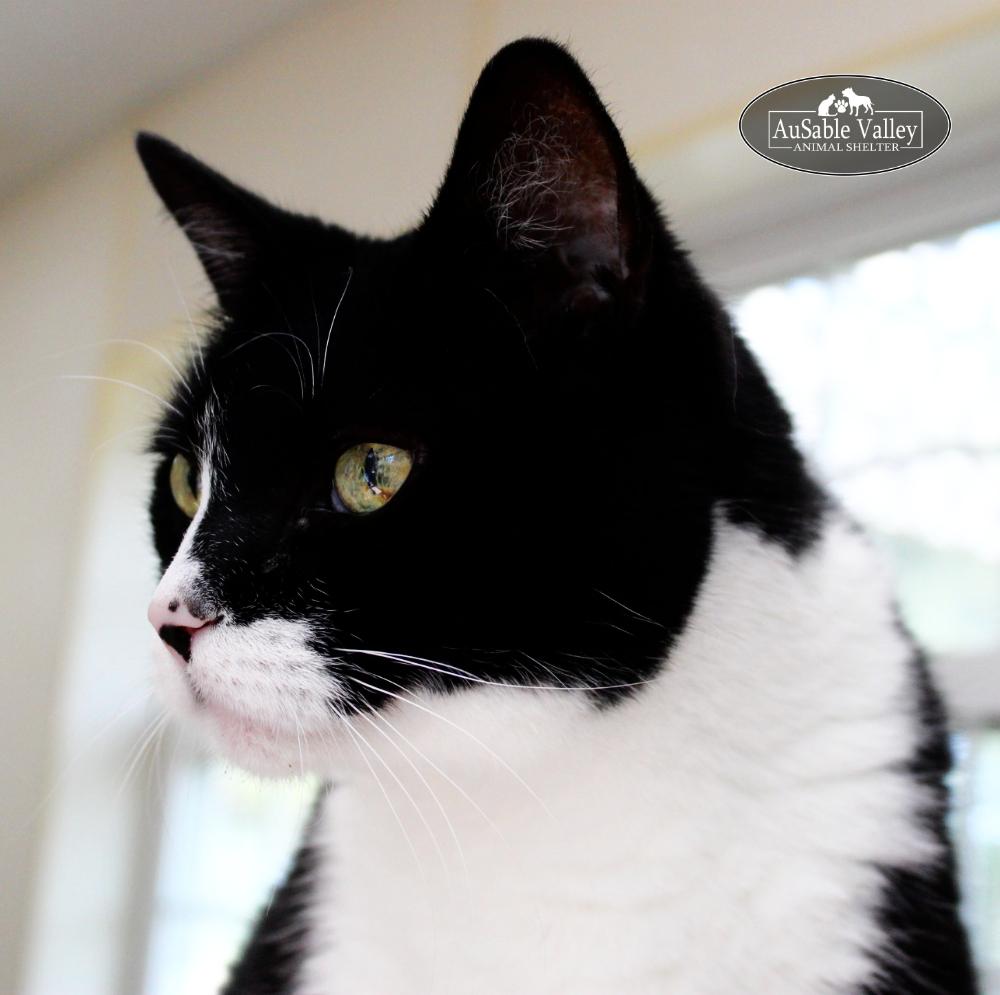 Oreo, a Adoptable Domestic Short Hair in Grayling, MI image 2/6
