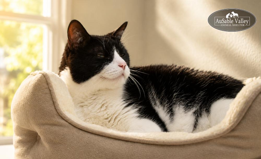 Oreo, a Adoptable Domestic Short Hair in Grayling, MI image 2/6