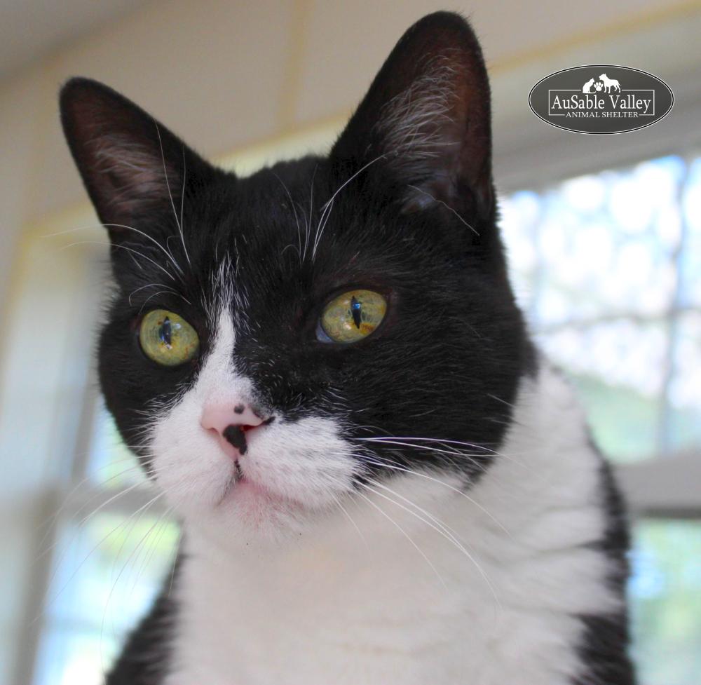 Oreo, a Adoptable Domestic Short Hair in Grayling, MI image 3/6