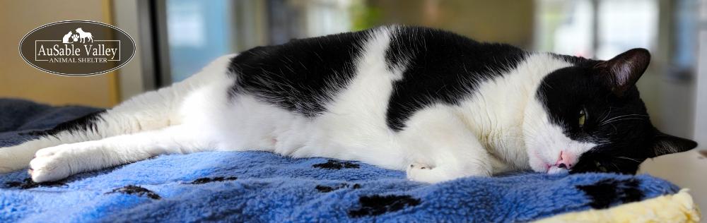 Oreo, an adoptable Domestic Short Hair in Grayling, MI, 49738 | Photo Image 5