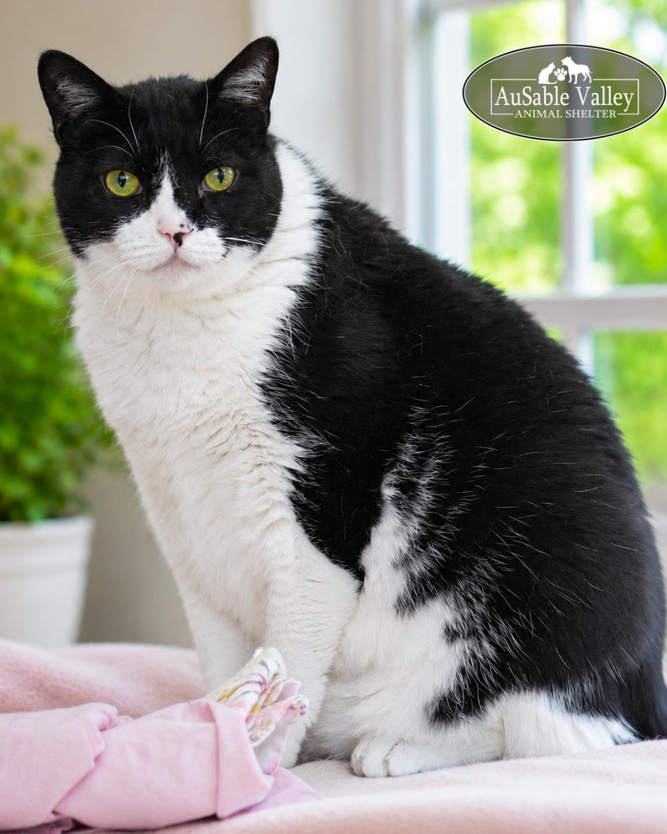 Oreo, Adoptable, Senior Male Domestic Short Hair.