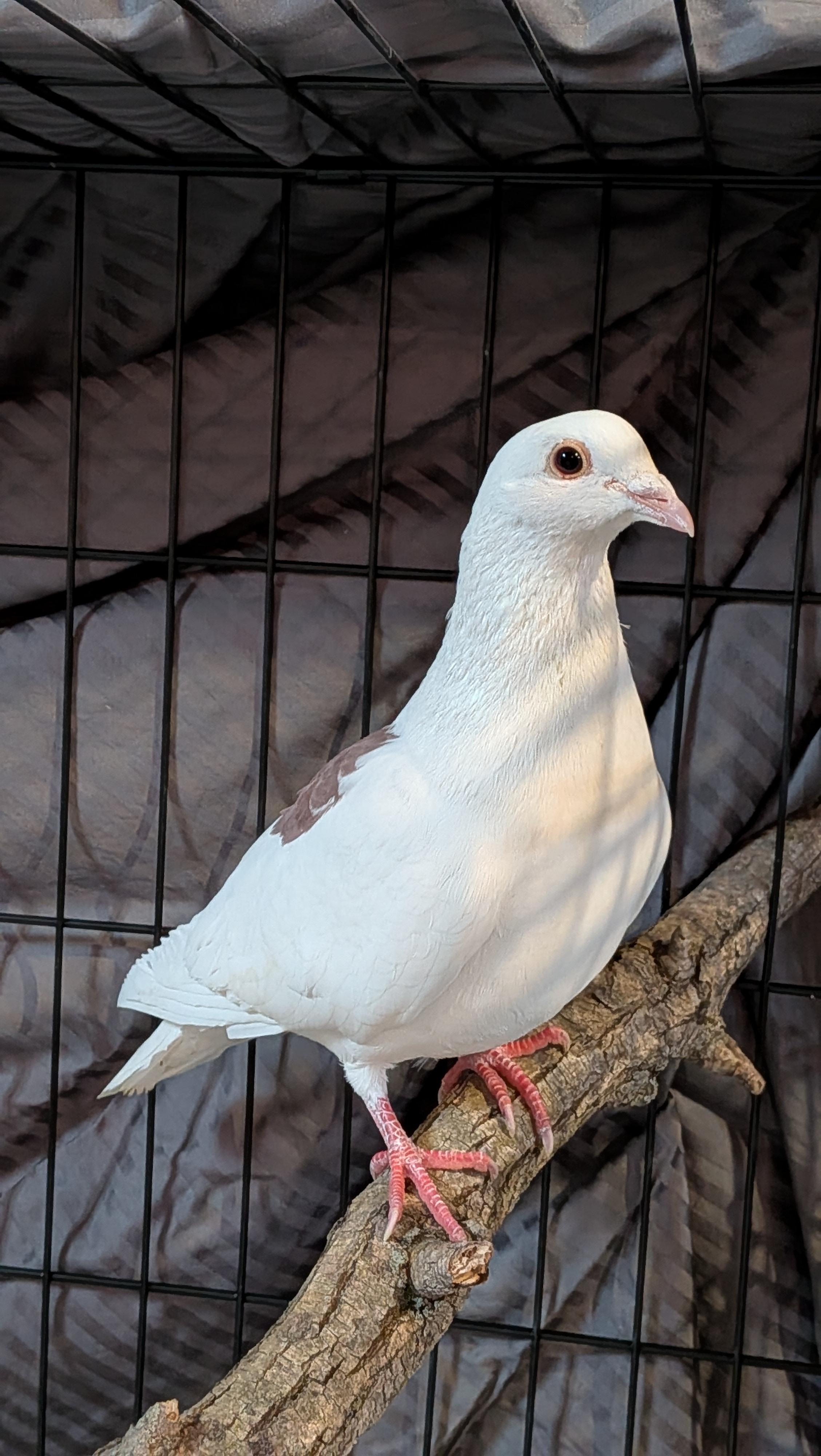 Enlarge ChocolateBox, a Adoptable Pigeon in Vernon Center, MN image 2/2