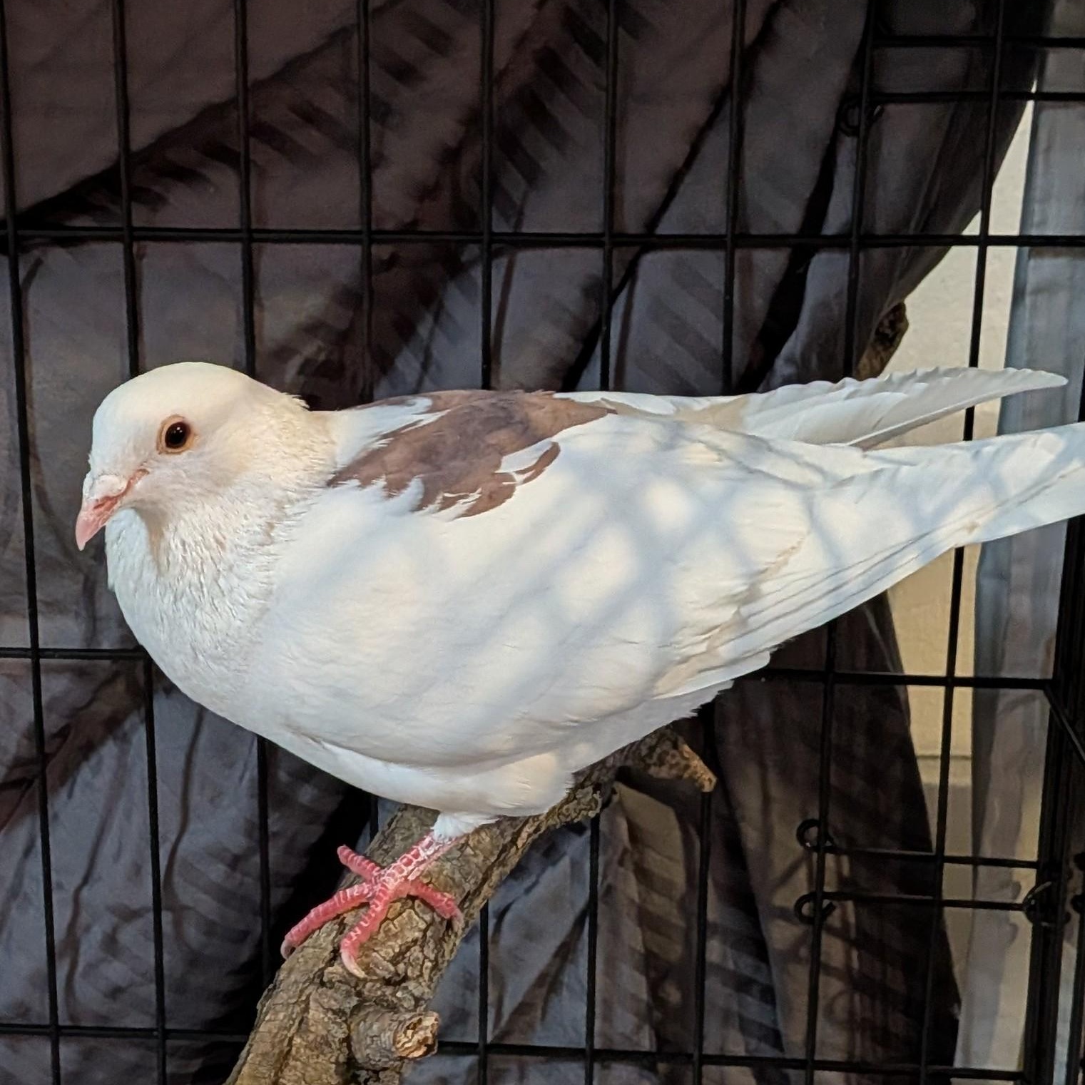 Enlarge ChocolateBox, a Adoptable Pigeon in Vernon Center, MN image 1/2