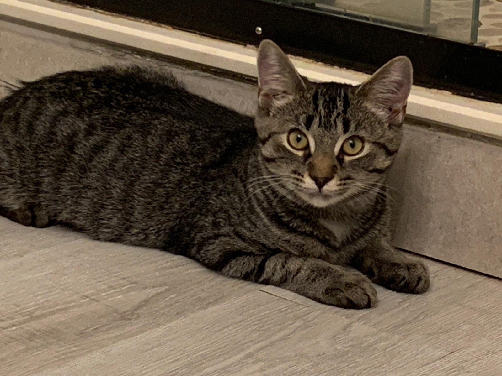 Skye ( bonded with Jackson ), Adoptable, Young Female Domestic Short Hair.