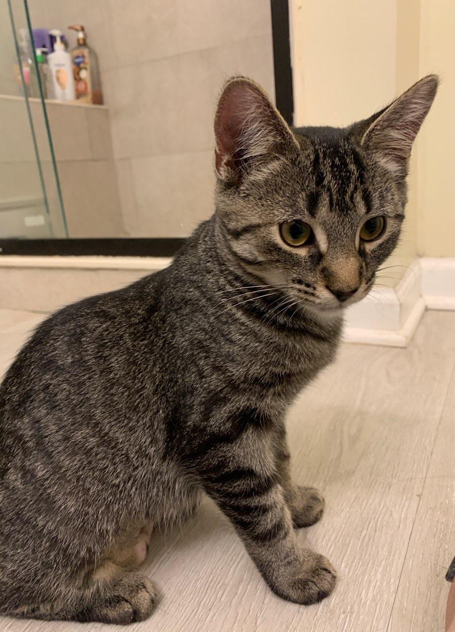 Enlarge Skye ( bonded with Jackson ), a Adoptable Domestic Short Hair in Chicago Ridge, IL image 2/3