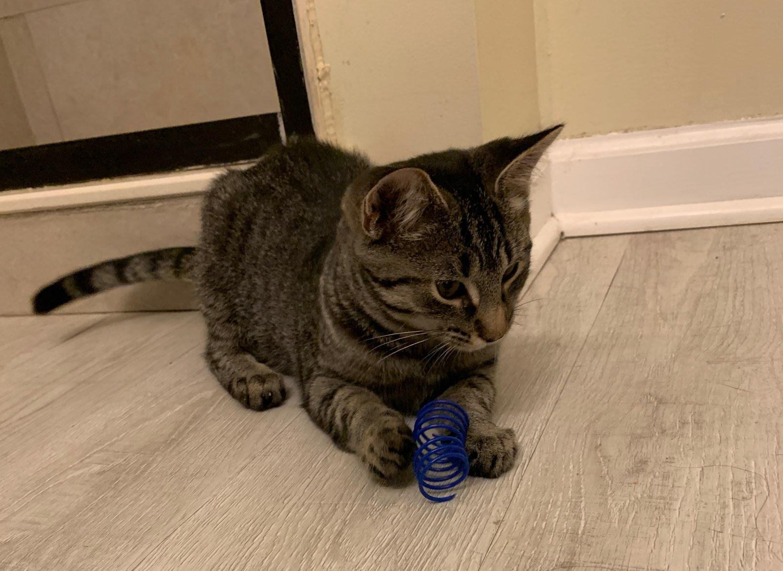 Enlarge Skye ( bonded with Jackson ), a Adoptable Domestic Short Hair in Chicago Ridge, IL image 3/3