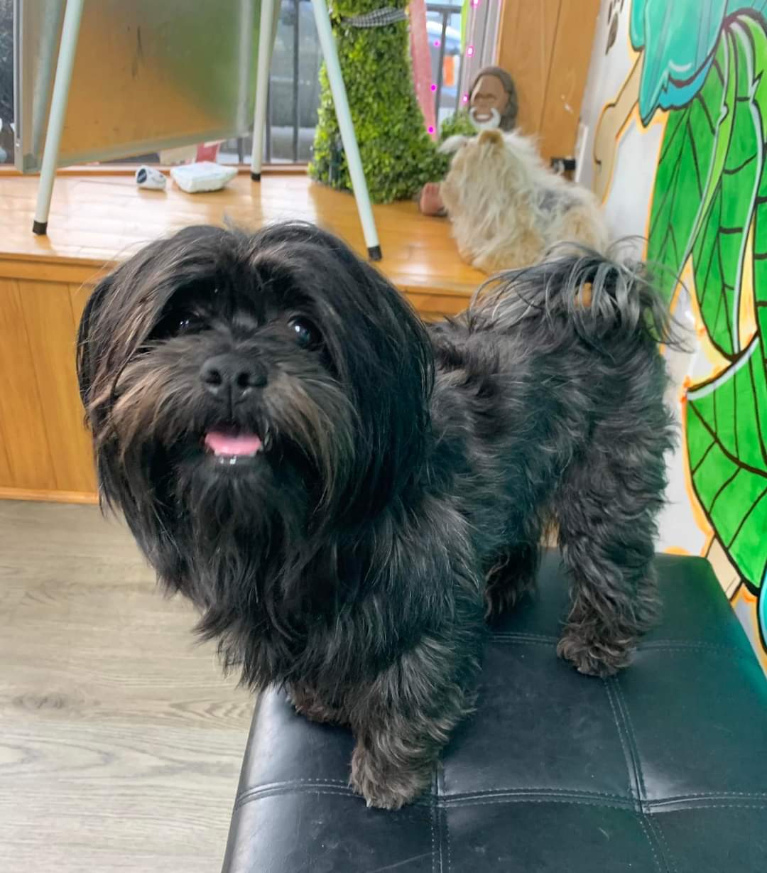 Dog for adoption Jackson, a Shih Tzu & Yorkshire Terrier Mix in Vandergrift, PA Petfinder