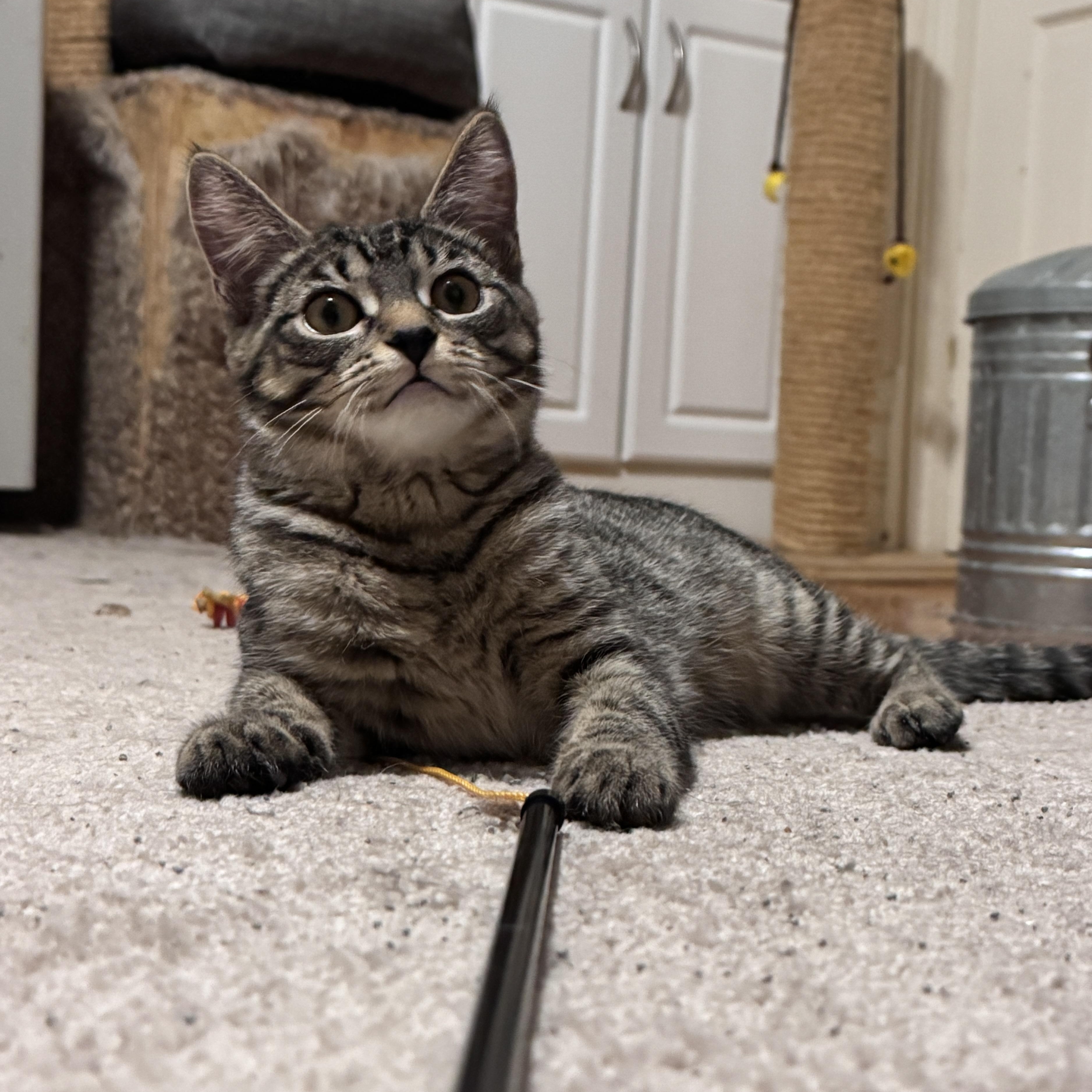 Enlarge Juniper, a Adoptable Domestic Short Hair in Menasha, WI image 2/4