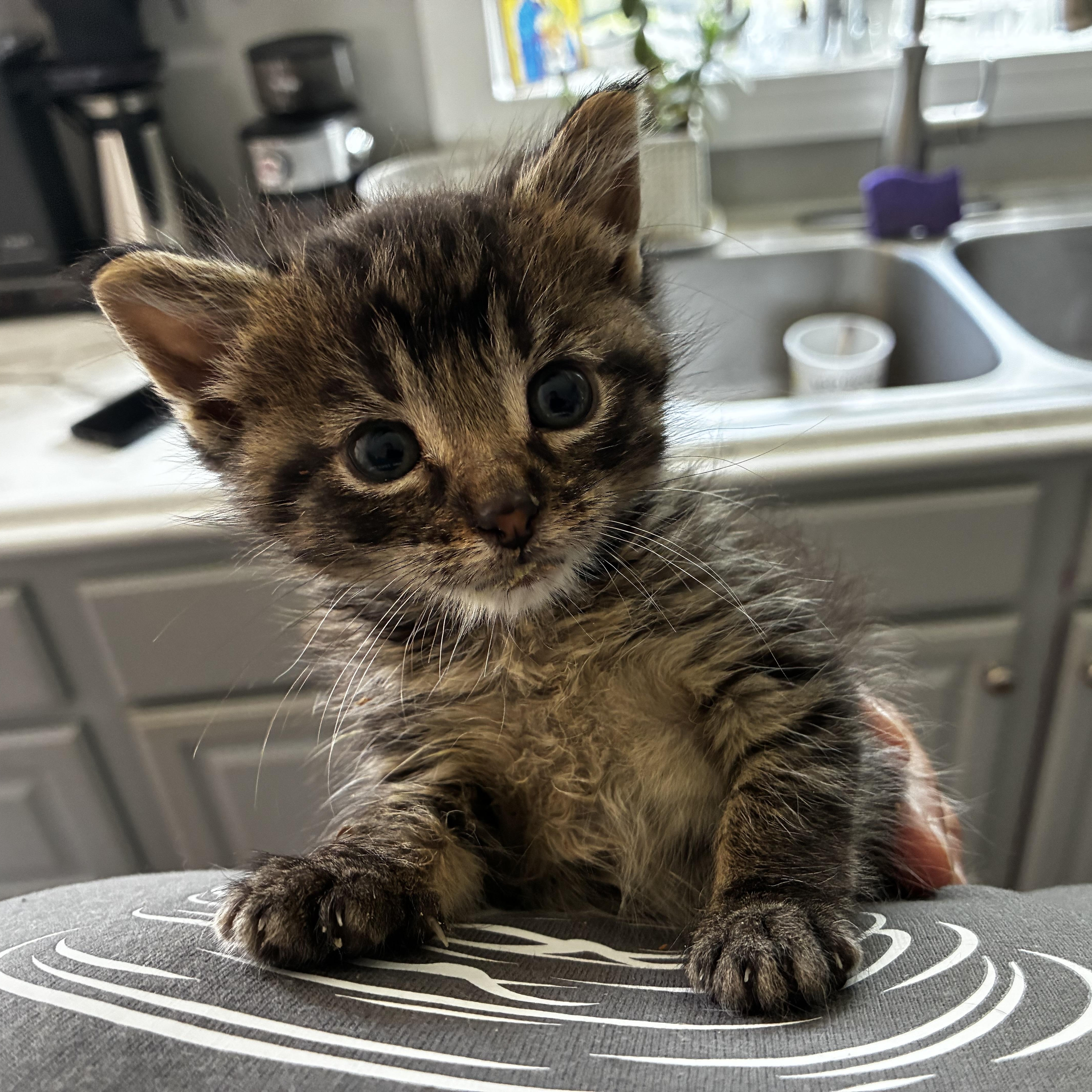 Enlarge Juniper, a Adoptable Domestic Short Hair in Menasha, WI image 4/4