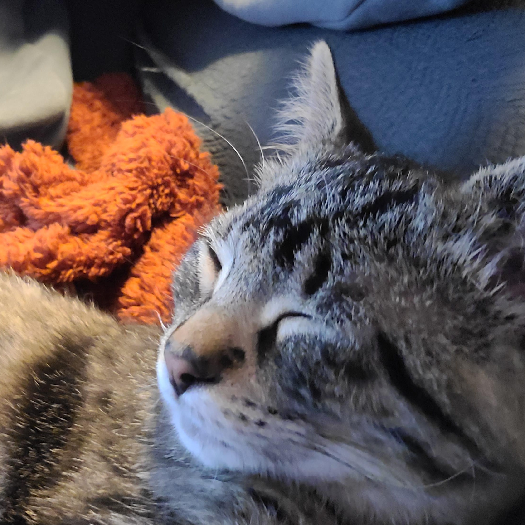 Enlarge Juniper, a Adoptable Domestic Short Hair in Menasha, WI image 3/4