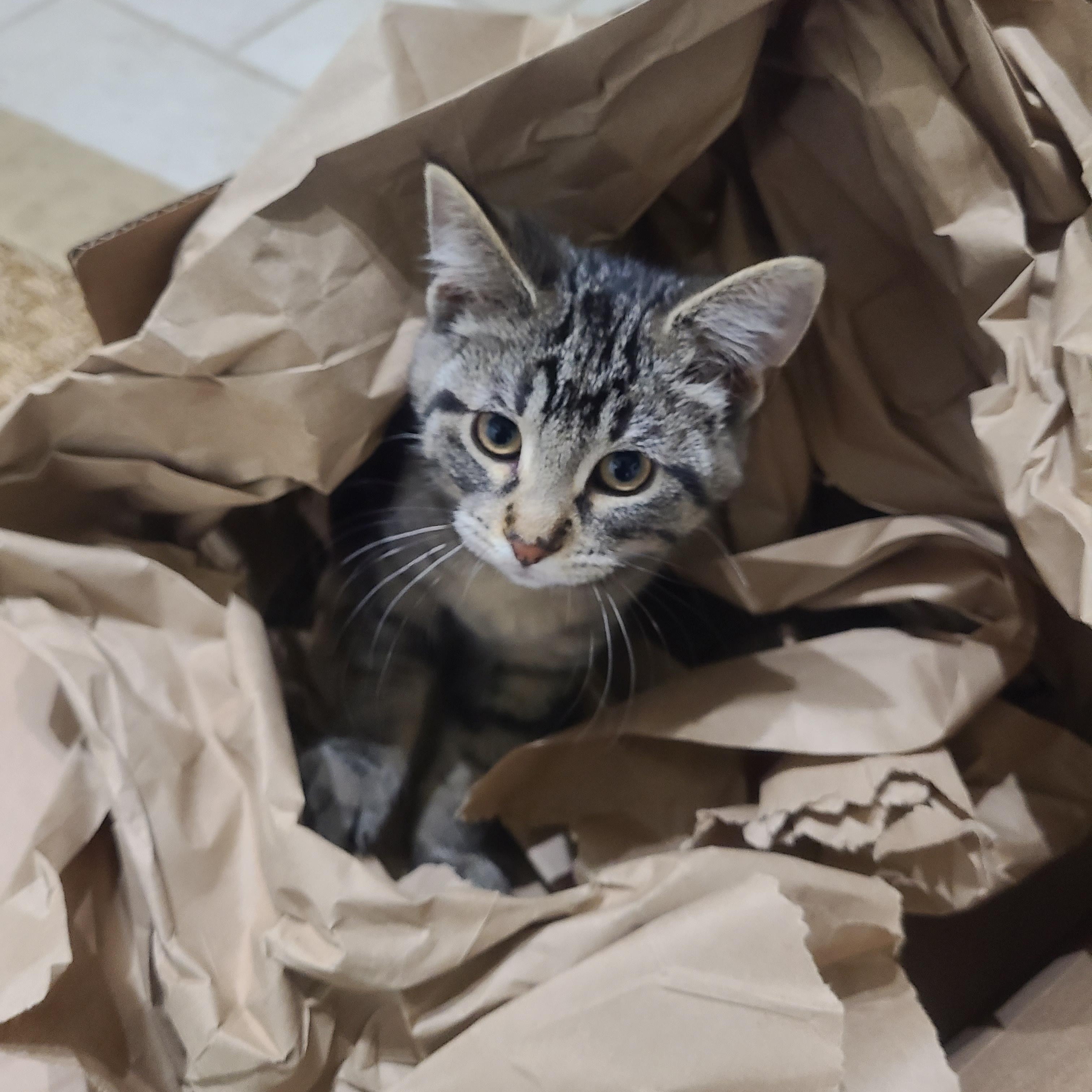 Juniper, Adoptable, Kitten Female Domestic Short Hair.