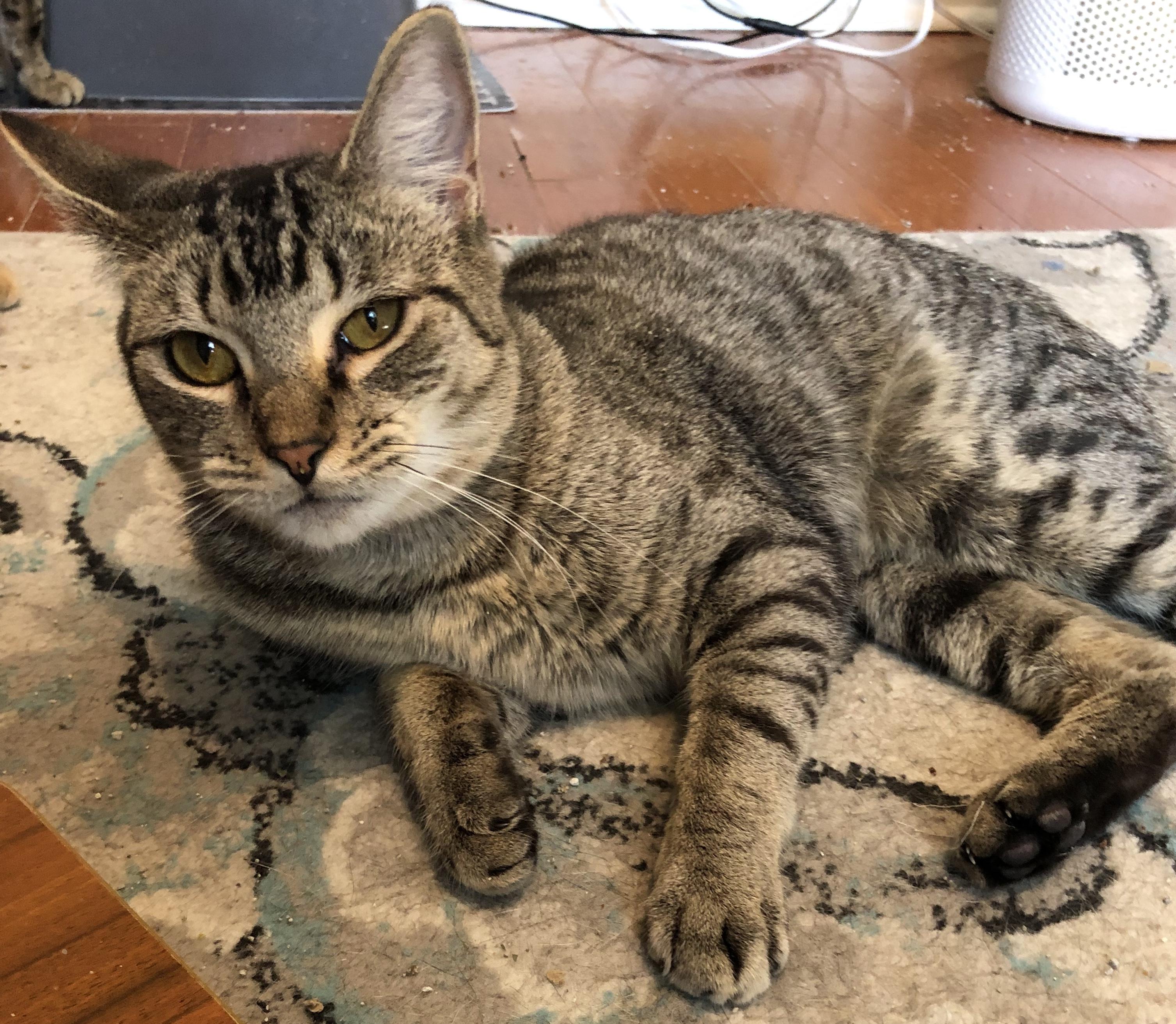 Packard, a Adoptable Domestic Short Hair in Bellmawr, NJ image 2/5