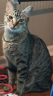 Packard, a Adoptable Domestic Short Hair in Bellmawr, NJ image 3/5