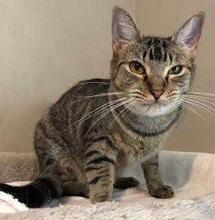 Packard, a Adoptable Domestic Short Hair in Bellmawr, NJ image 1/5