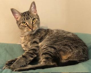 Packard, a Adoptable Domestic Short Hair in Bellmawr, NJ image 4/5