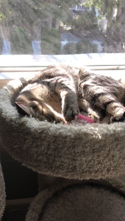 Enlarge Packard, a Adoptable Domestic Short Hair in Bellmawr, NJ video 5/5