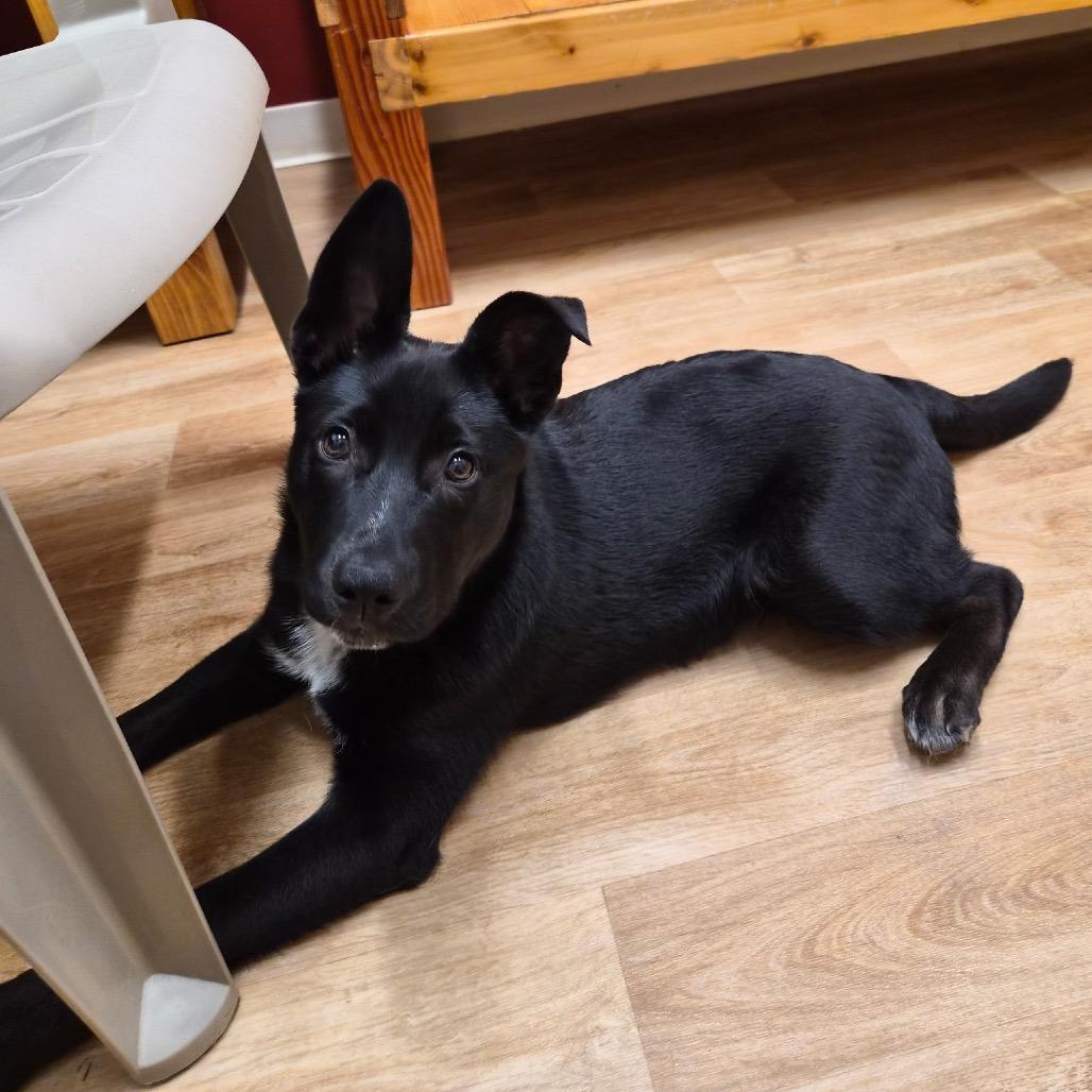 Big Guy, Adoptable, Puppy Male Terrier & Mixed Breed.