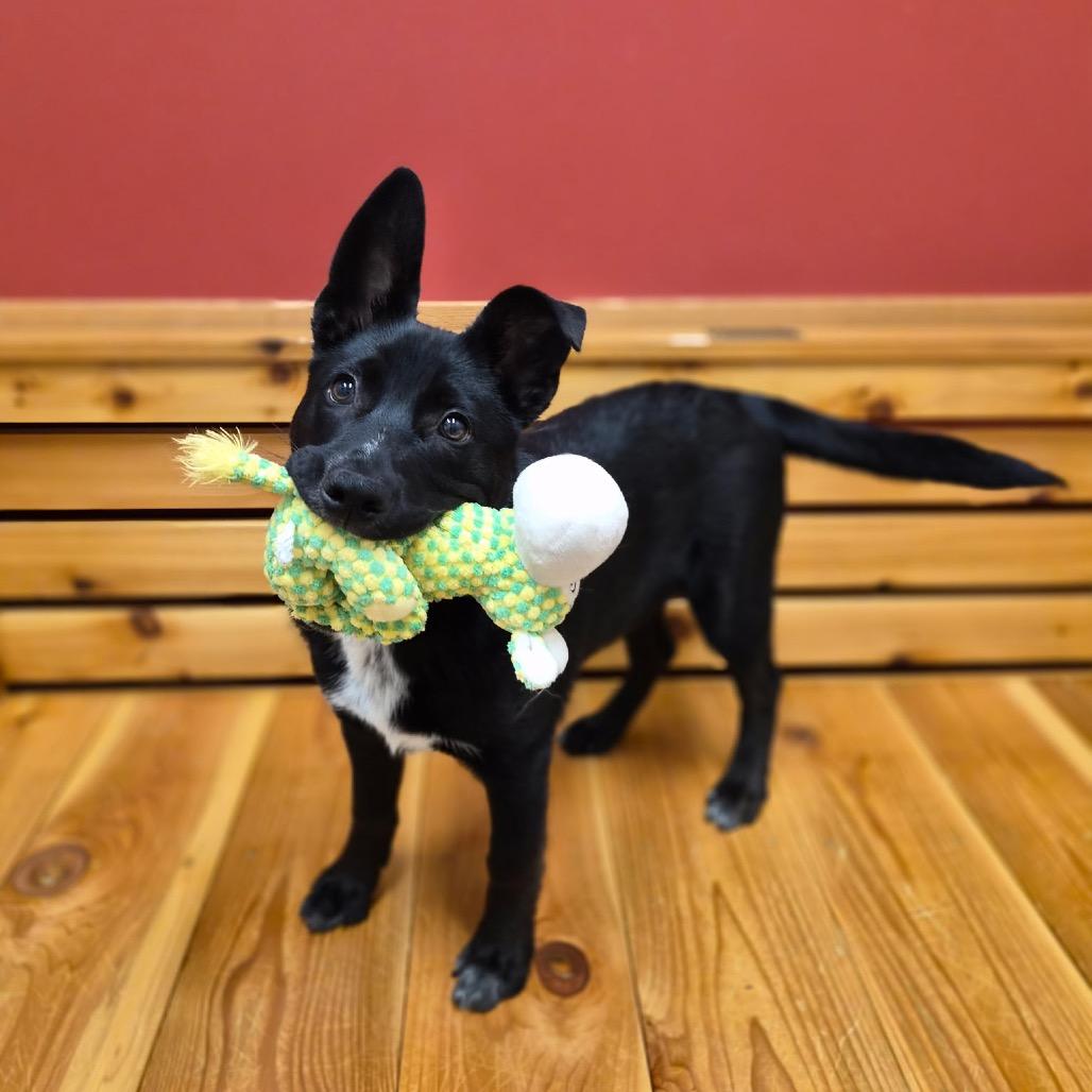 Enlarge Big Guy, a Adoptable mixed breed in Woodstock, IL image 2/3