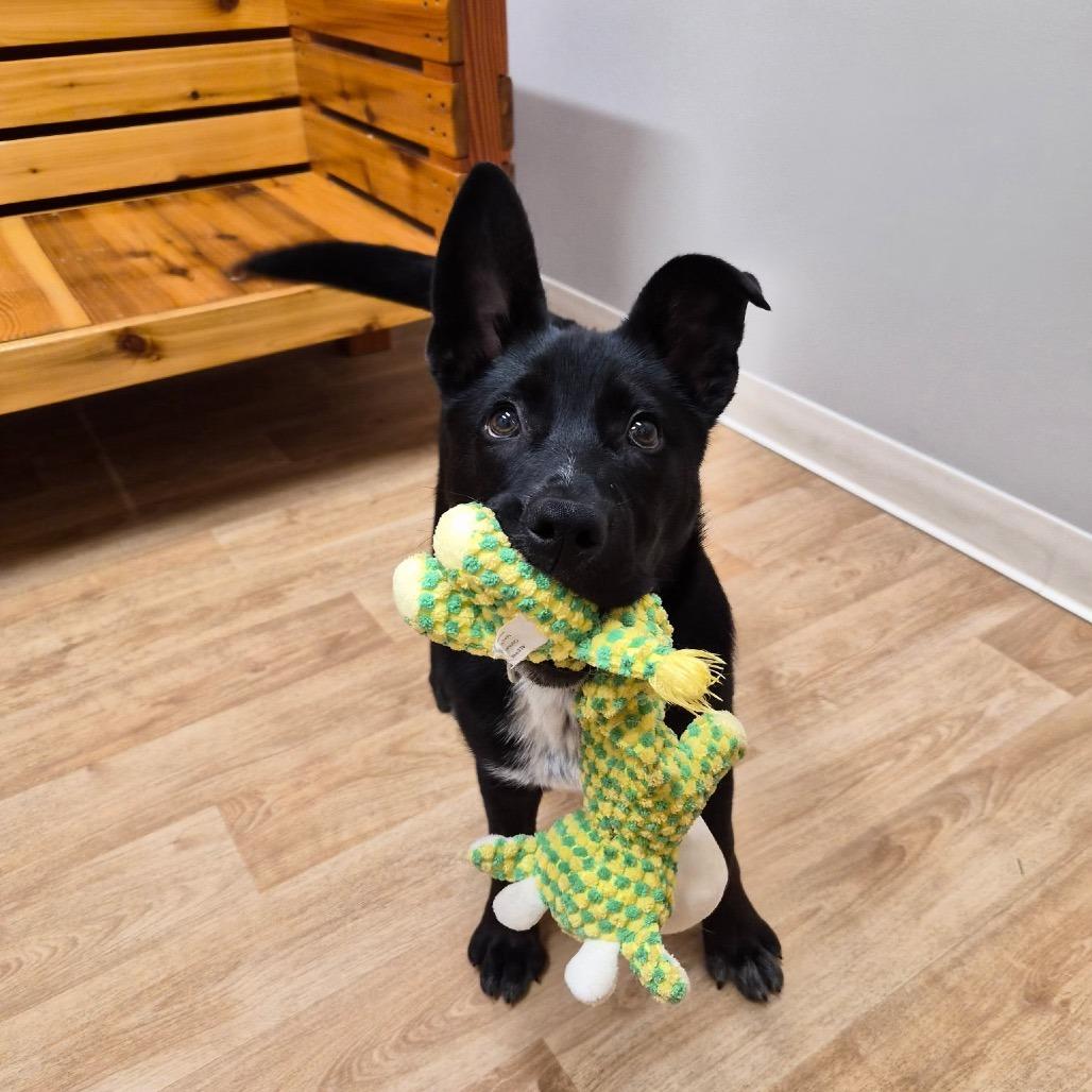 Enlarge Big Guy, a Adoptable mixed breed in Woodstock, IL image 3/3