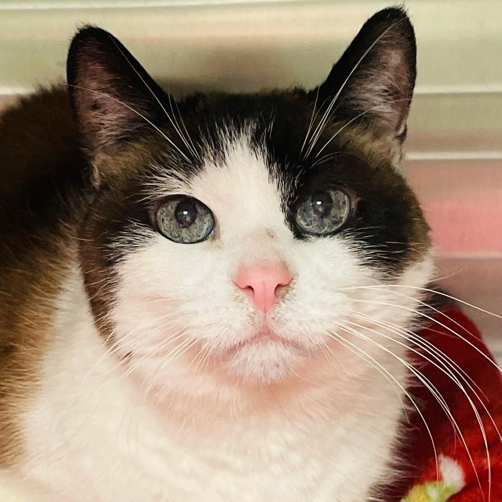 Mr. Darcy, Adoptable, Senior Male Snowshoe.