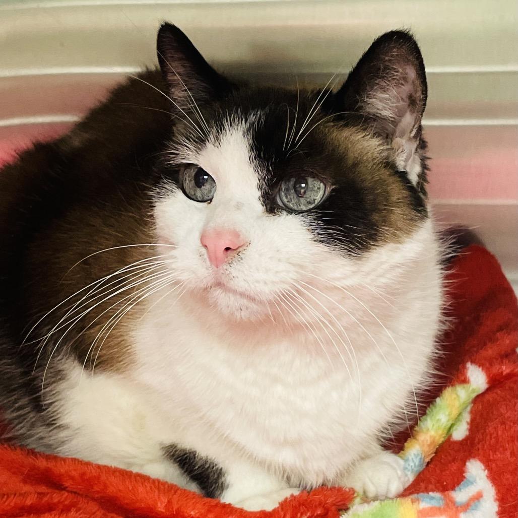 Enlarge Mr. Darcy, a Adoptable Snowshoe in Columbia Station, OH image 3/6