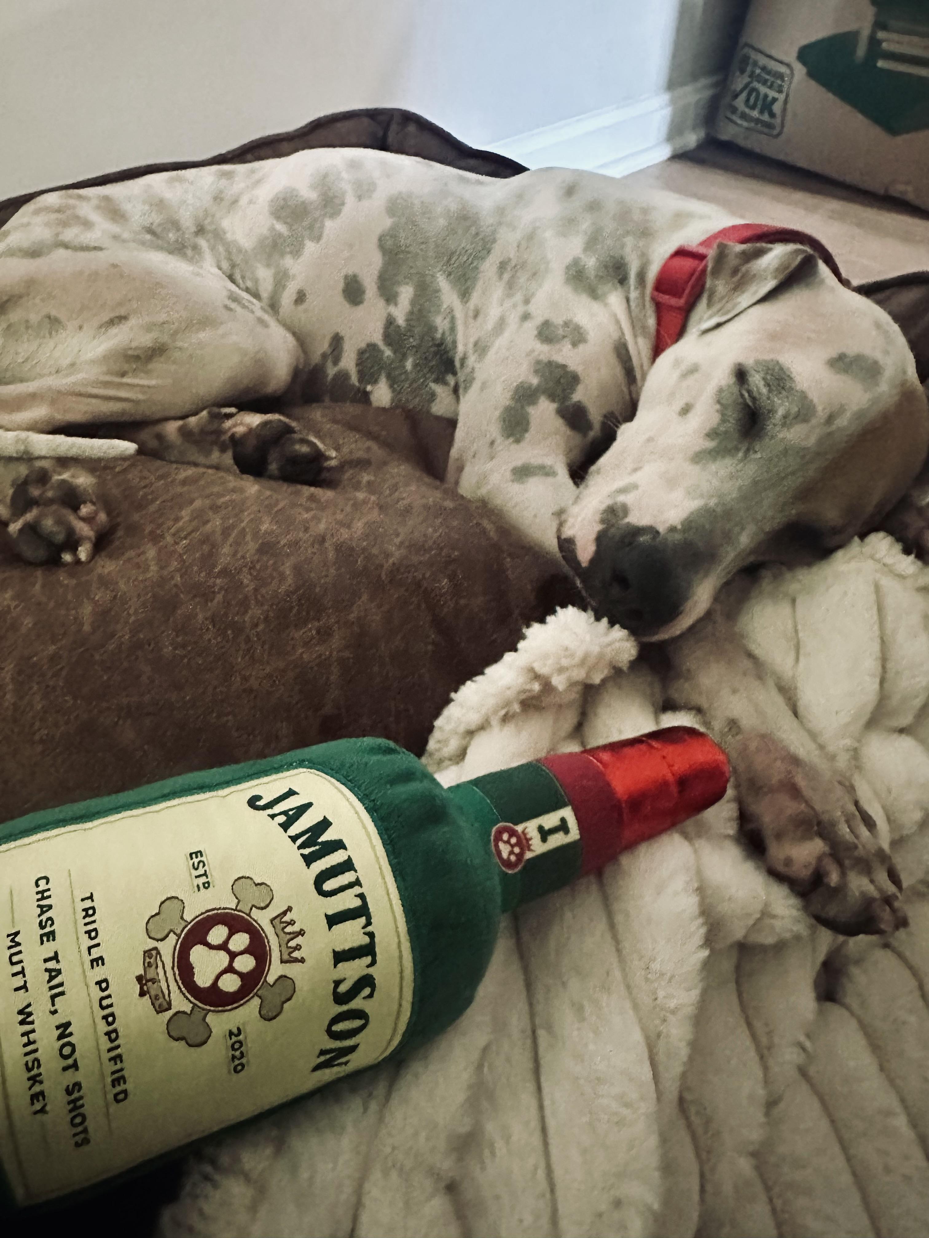 PETEY - PERFECT, a Adoptable mixed breed in Baltimore, MD image 4/6