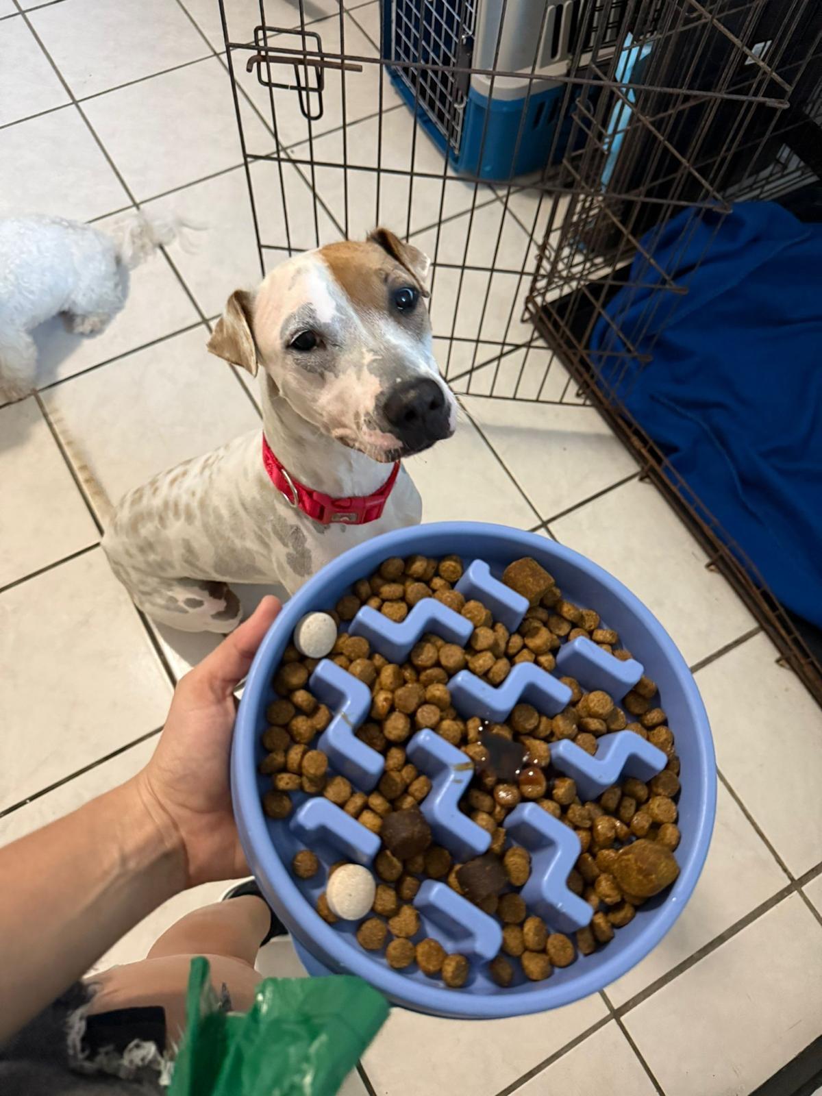 PETEY - PERFECT, a Adoptable mixed breed in Baltimore, MD image 2/6