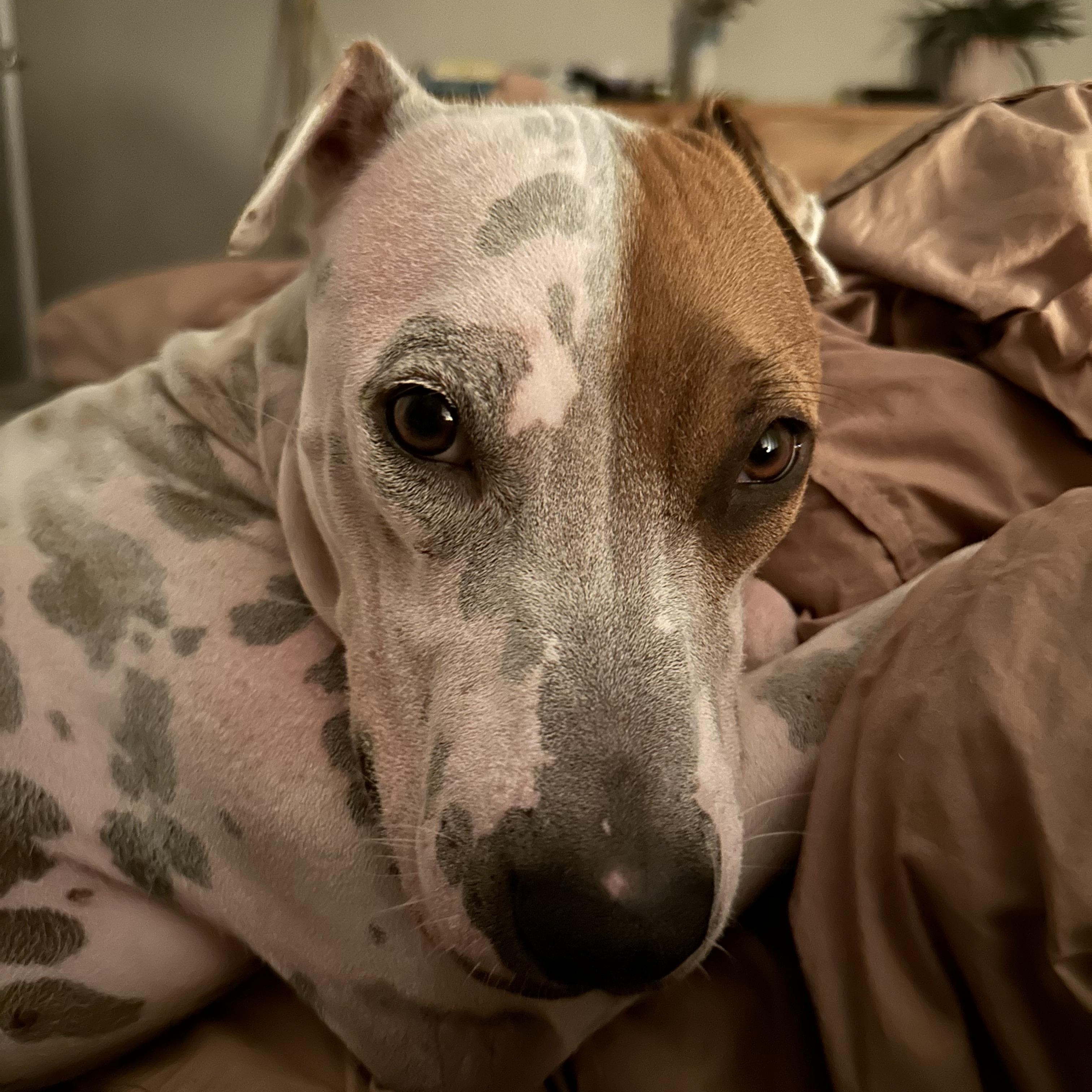 PETEY - PERFECT, a Adoptable mixed breed in Baltimore, MD image 1/6