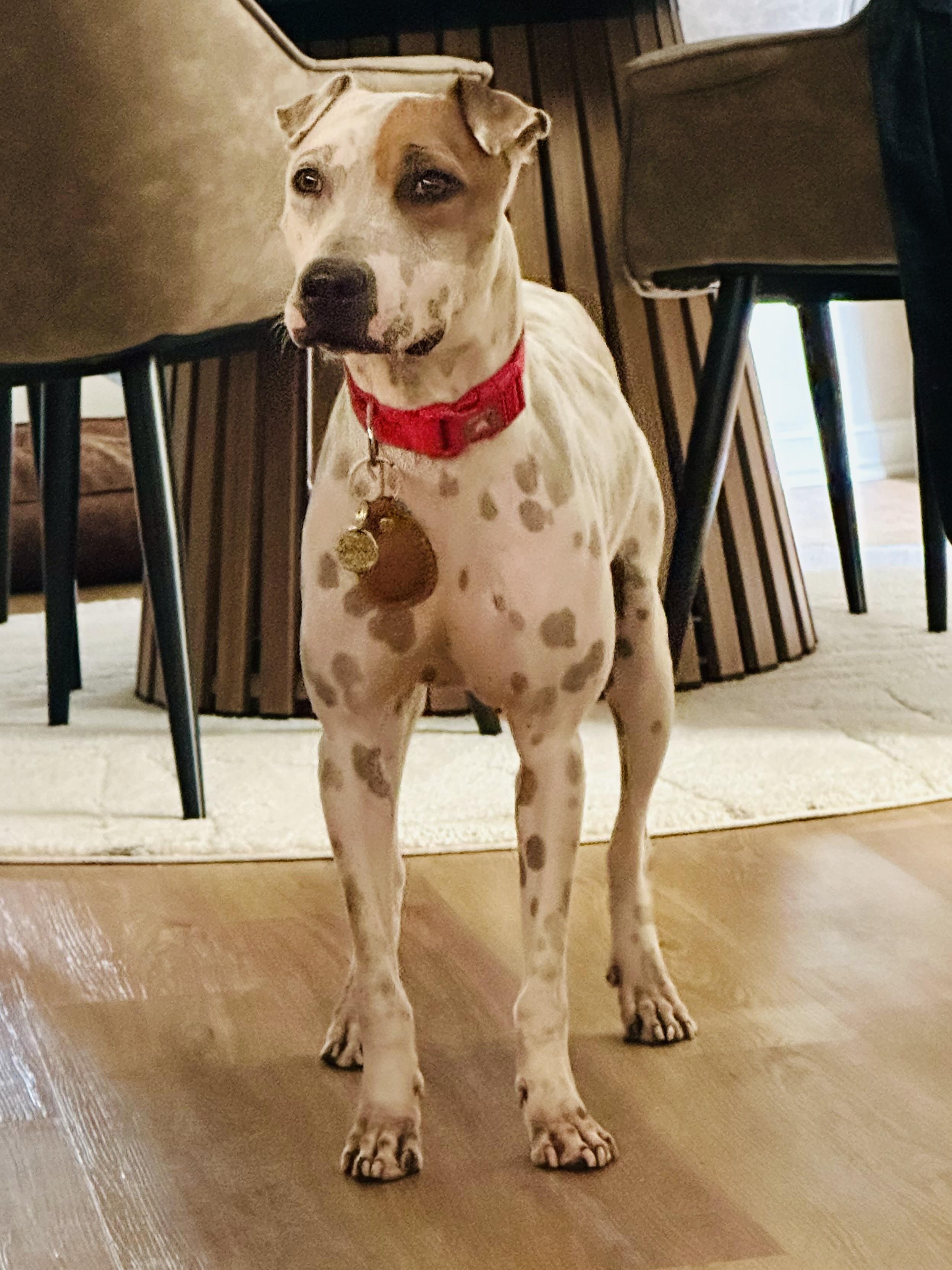 PETEY - PERFECT, a Adoptable mixed breed in Baltimore, MD image 6/6
