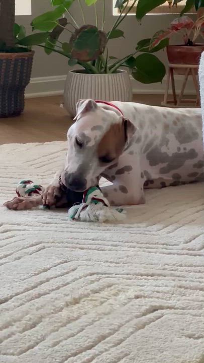 Enlarge PETEY - PERFECT, a Adoptable mixed breed in Baltimore, MD video 5/6