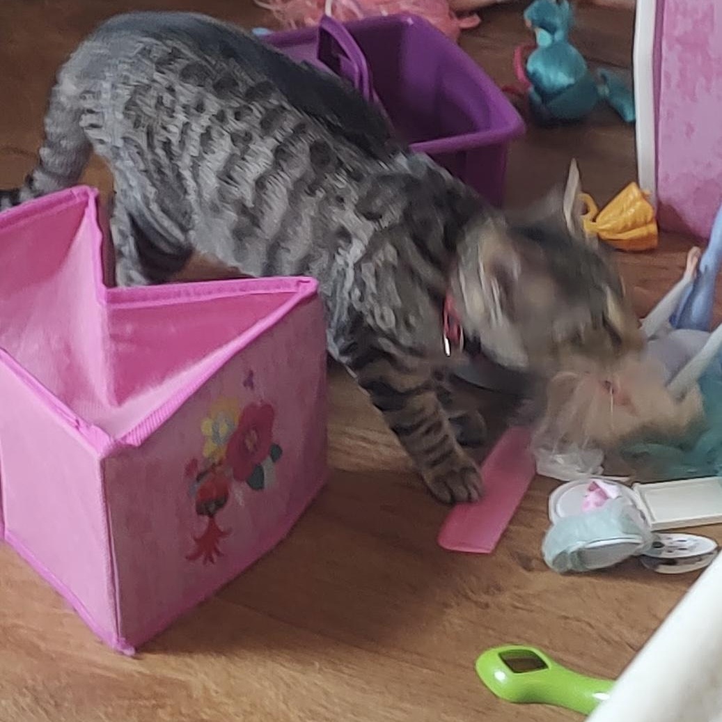 Enlarge Sugar, a Adoptable Domestic Short Hair in Beltsville, MD image 2/3