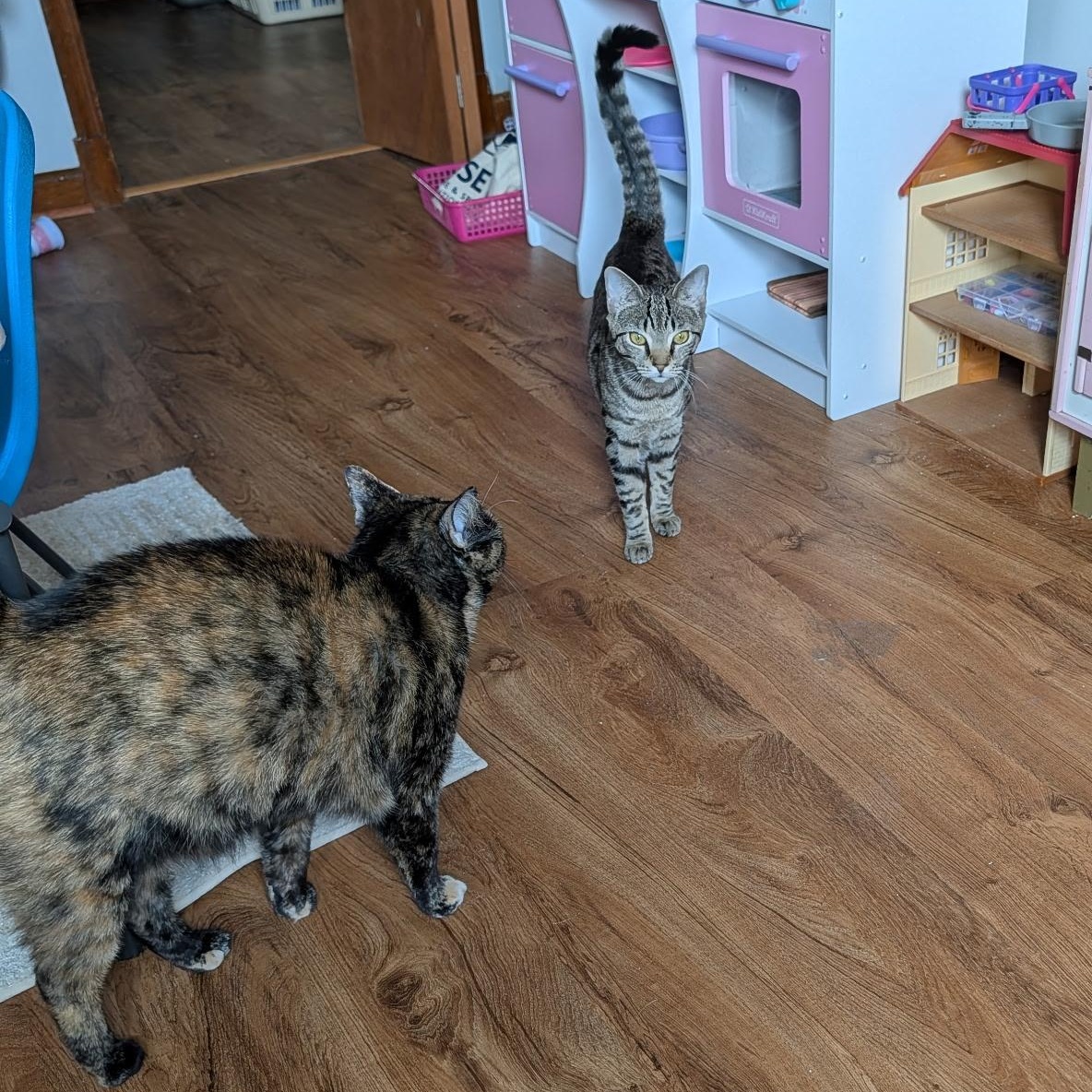 Enlarge Sugar, a Adoptable Domestic Short Hair in Beltsville, MD image 4/4