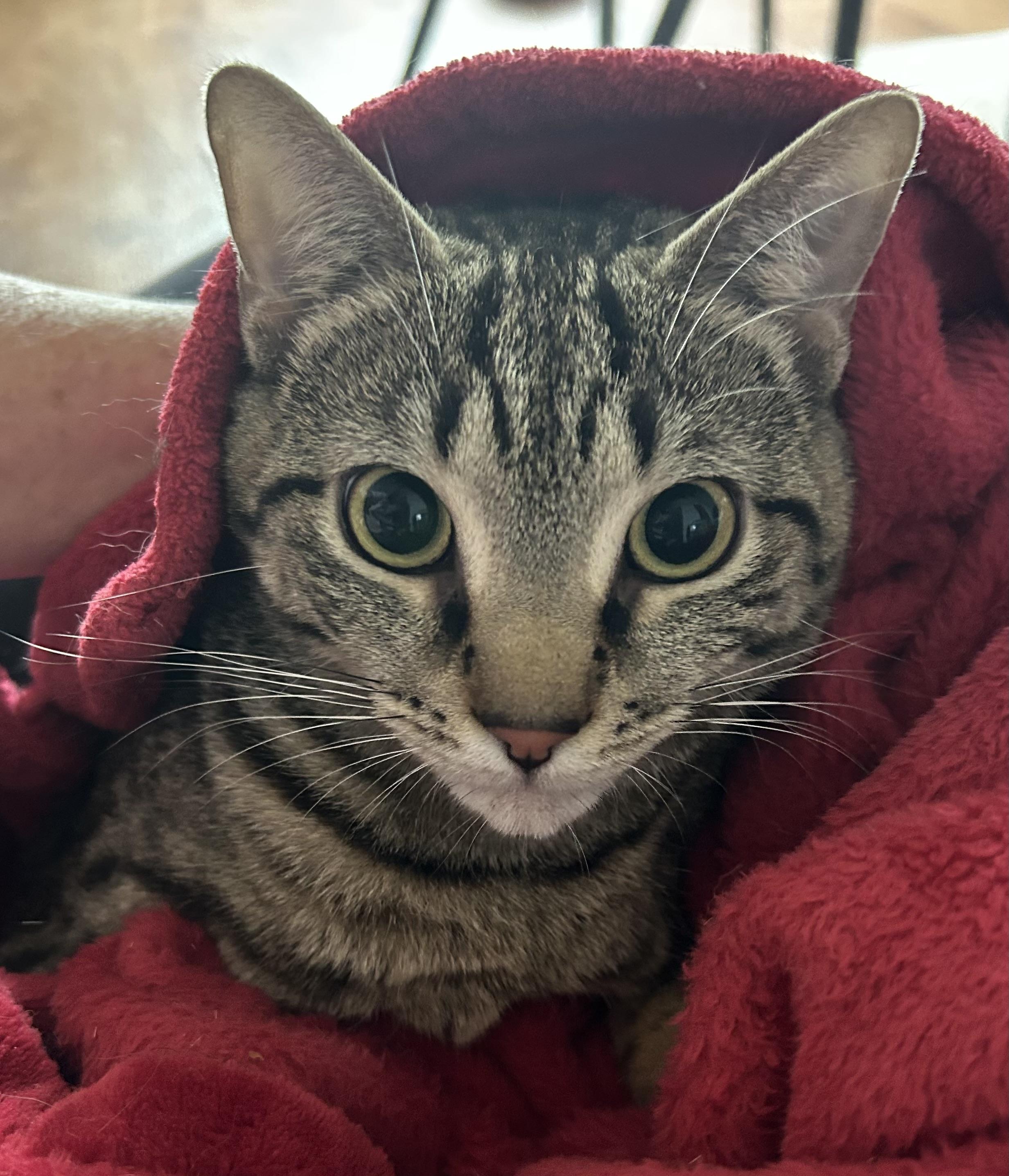 Sugar, a Adoptable Domestic Short Hair in Beltsville, MD image 1/6