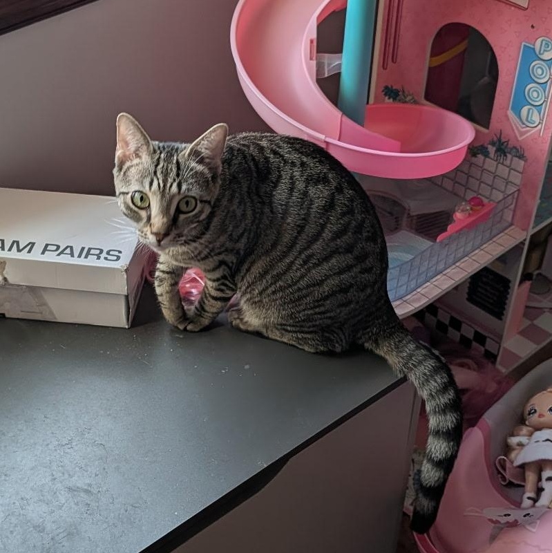 Enlarge Sugar, a Adoptable Domestic Short Hair in Beltsville, MD image 3/4