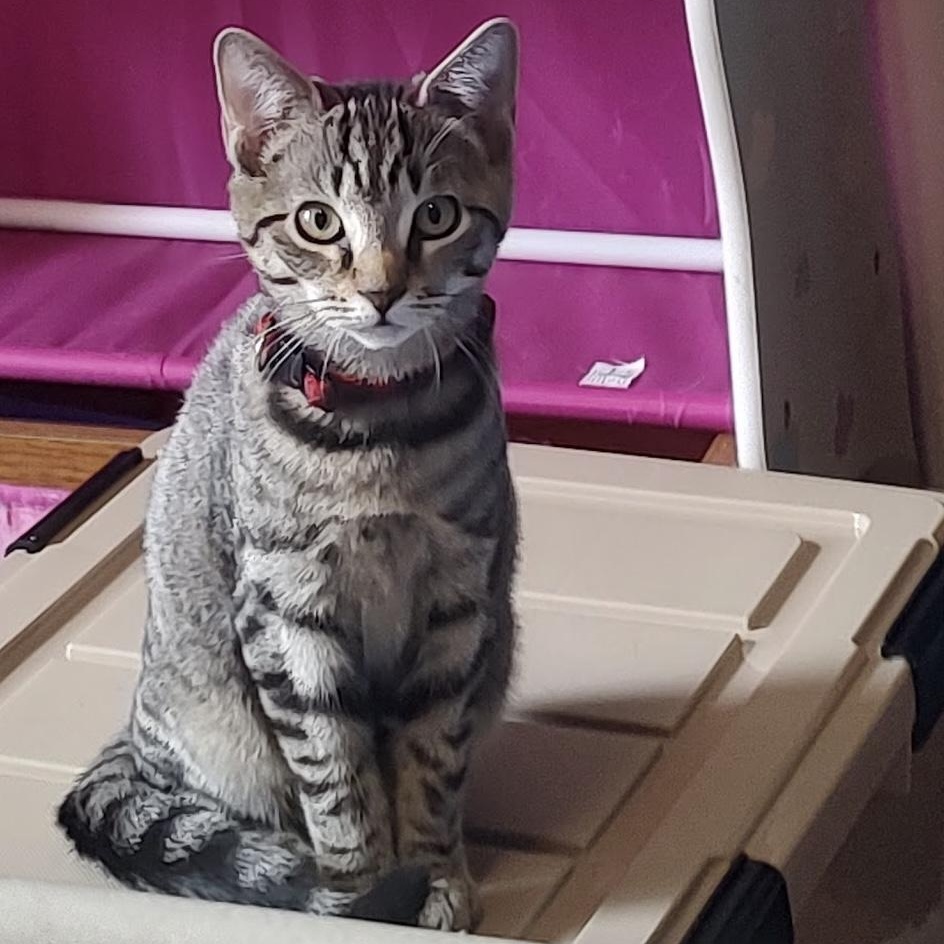 Sugar, Adoptable, Kitten Female Domestic Short Hair.